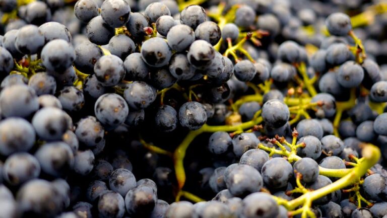 The rise of organic wine