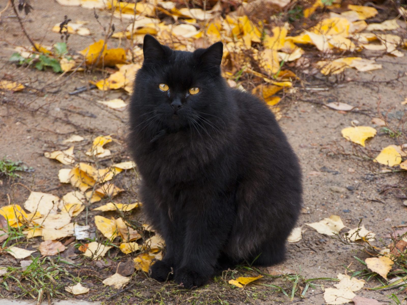 Black beautiful cat. Furry pets.